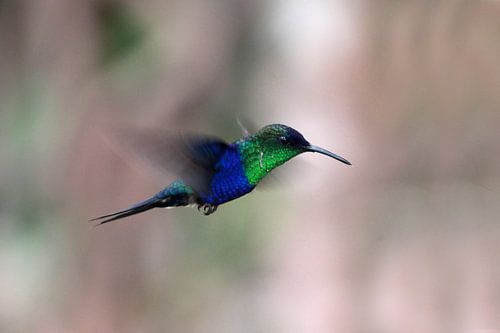 Kolibri in El Dorado, Sierra Nevada, Kolumbien