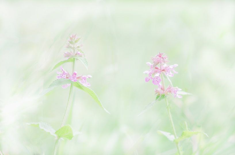 wilde Orchideen von Aimé de Clercq