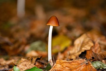 Bruine paddenstoel tussen afgevallen bladeren van Kristof Leffelaer