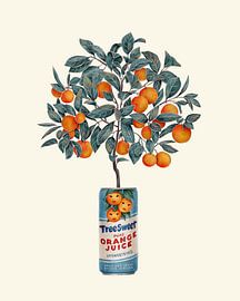 Orange Tree