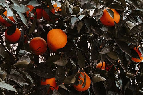 Stimmungsvolle botanische Wand mit Orangen