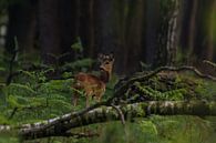 Ree im dunklen Wald von Frederik lembreght Miniaturansicht