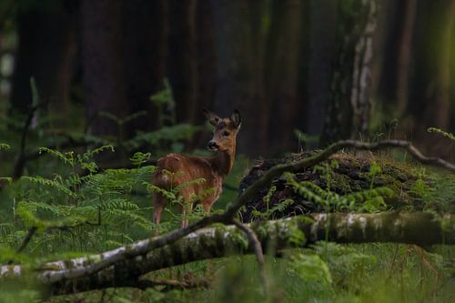 Ree in het donkere bos