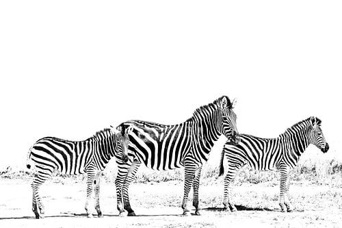 3 Zebras
