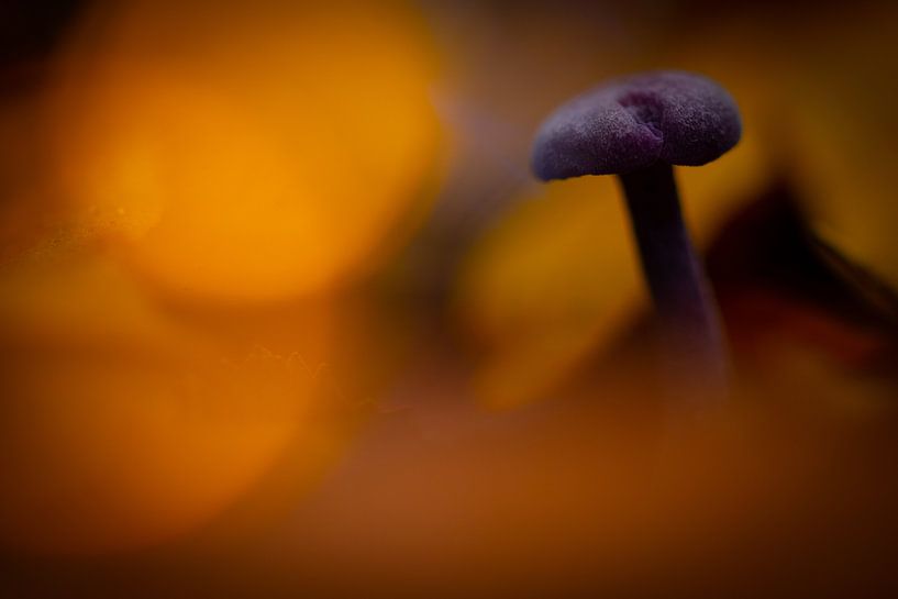 Champignon magique par peterheinspictures