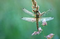 Küstenvögel von Carla Lammertink Fotografie Miniaturansicht