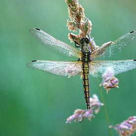 Küstenvögel von Carla Lammertink Fotografie