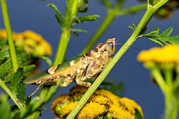 Asian flower mantis by Roland Brack