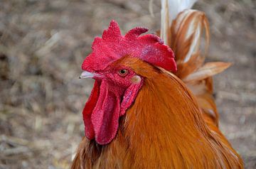 Rooster in Curaçao by Karel Frielink