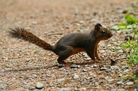 Eichhörnchen auf einem Waldweg in Oregon von Jeroen van Deel Miniaturansicht