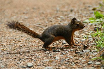 Un écureuil sur un chemin forestier en Oregon