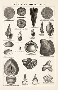 Antieke tekening; Tertiaire formatie I van Studio Wunderkammer