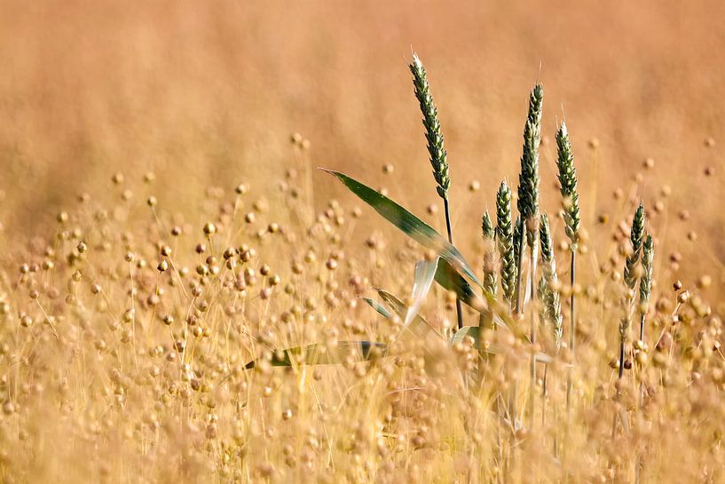 Flax and wheat by Linda van der Veeken