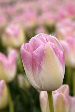 een closeup van een roze geel tulp van W J Kok