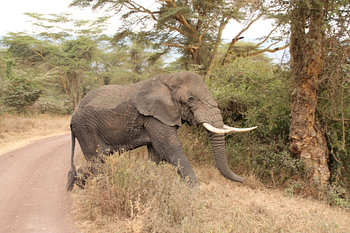 Éléphant
