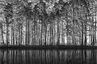 Pointillismus Natur