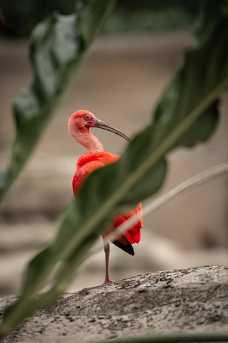Red ibis on a stone between the leaves