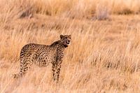 Cheetah at Africa