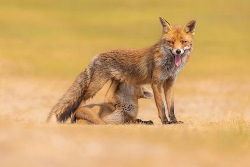 mère renard avec un faon buveur