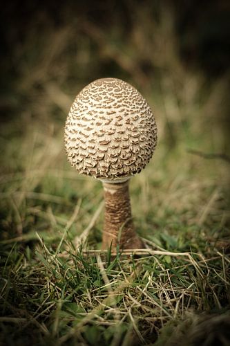 Witte bol paddenstoel in het gras | Nederland | Natuur- en Landschapsfotografie