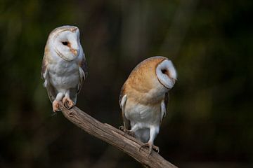Barn owl, Tyto Alba by Gert Hilbink