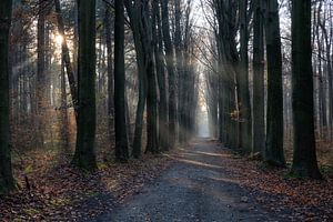 Sonnenschein im Wald an einem Herbstmorgen. von Bart Ceuppens
