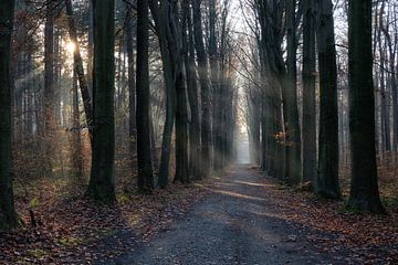 Zonnestralen in het bos op een herfstochtend. van Bart Ceuppens