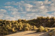 Beach and dunes in mood light by Ilya Korzelius thumbnail