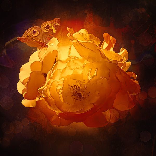 The small world of roses by Helga Blanke