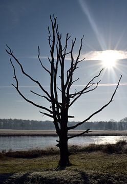 Lake tree van Celyn Vries