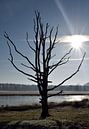Lake tree van Celyn Vries thumbnail