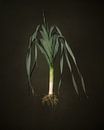 Seasonal vegetables - Open-grown leeks by Mariska Vereijken thumbnail