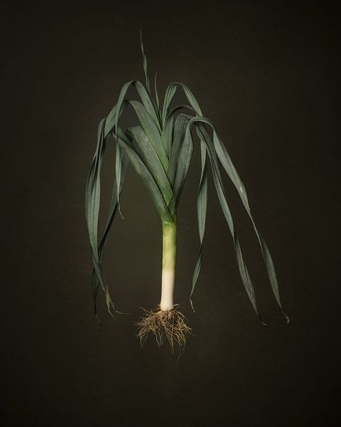 Seasonal vegetables - Open-grown leeks by Mariska Vereijken
