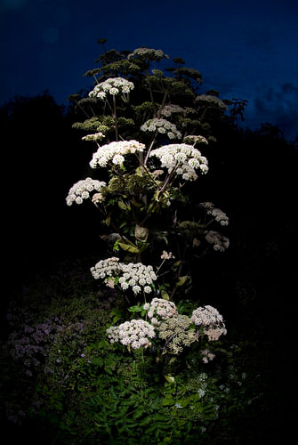 Flutewort gegen Sonnenuntergang