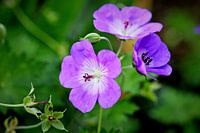 paarse bloem