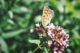 Bunter Schmetterling auf einer Blüte. Makro