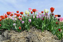Des tulipes qui attendent avec impatience sur Art. by Janine