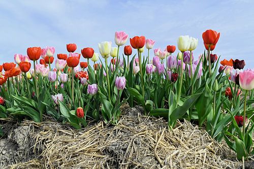 Des tulipes qui attendent avec impatience