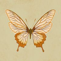Flying beauty