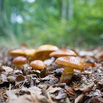 Les chevreuils dorés dans la forêt sur Heiko Kueverling