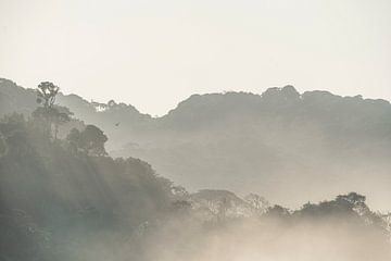 Matin brumeux - Mystique de la forêt tropicale sur Femke Ketelaar