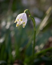 Sneeuwvlok bloemen in de weiden