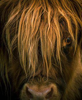 Onderonsje met Schotse hooglander