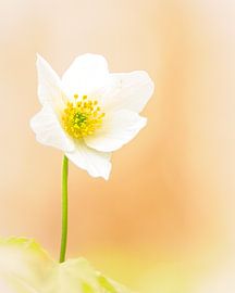 Wood anemone in soft bokeh by Horst Husheer