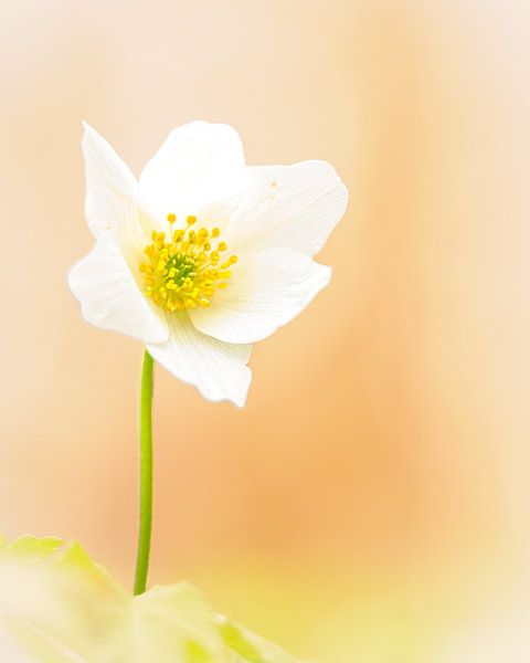 Wood anemone in soft bokeh by Horst Husheer