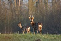 Deer