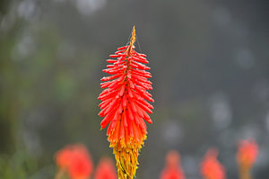 Tropische Blume in Kolumbien