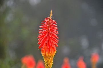 Tropische bloem in Colombia van Karel Frielink