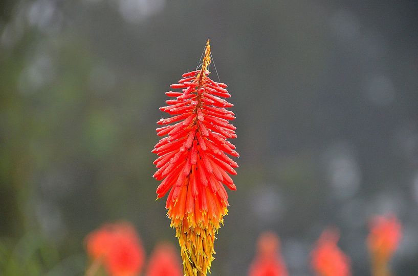 Tropische Blume in Kolumbien von Karel Frielink