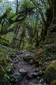 Nebliger, moosiger Wald. Wald auf der Trekkingroute zum Annapurna. Nepal. von Michael Semenov